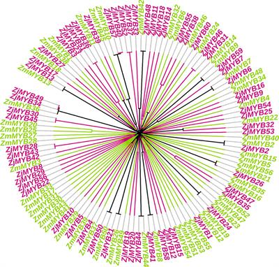 Transcriptome-wide expression analysis of MYB gene family leads to functional characterization of flavonoid biosynthesis in fruit coloration of Ziziphus Mill